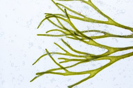 Codium Tomentosum is een soort groene alg die bekend staat om zijn antioxidante en hydraterende voordelen. Het helpt de huid te hydrateren, beschermt tegen oxidatieve stress en verbetert de elasticiteit van de huid. Algenextracten zijn ook rijk aan vitamines en mineralen die de huid voeden, waardoor deze er jeugdiger en stralender uitziet.